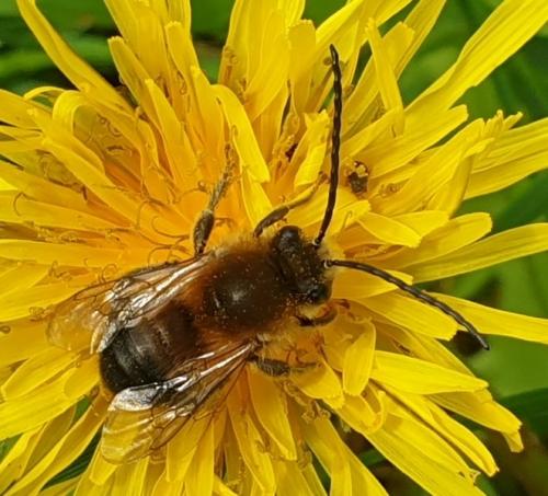 Réf. 249 684 : Eucera sp.