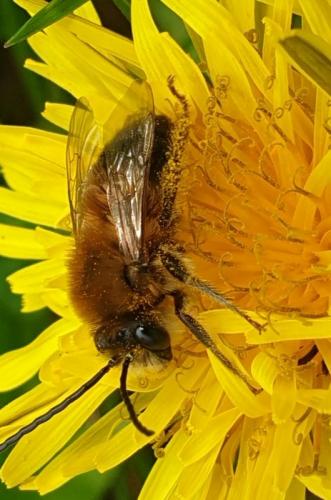 Eucera sp.