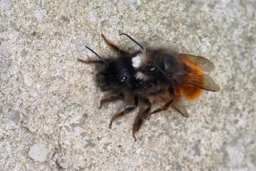 Réf. 249 888 : Osmia cornuta