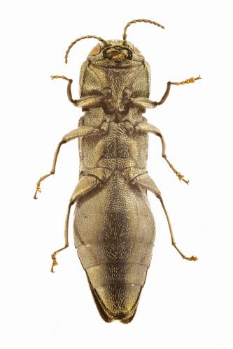 Réf. 249 406 : Agrilus angustulus