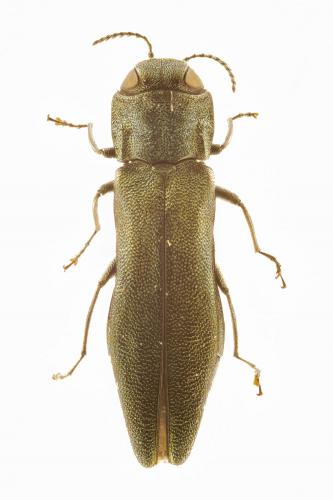 Réf. 249 388 : Agrilus angustulus