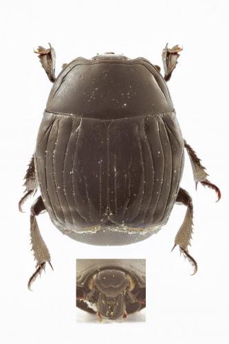 Margarinotus striola succicola