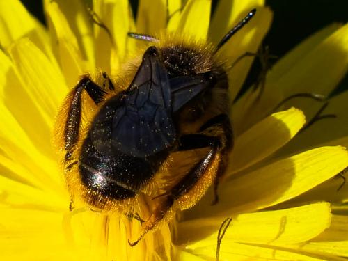 Réf. 249 111 : Andrena sp.