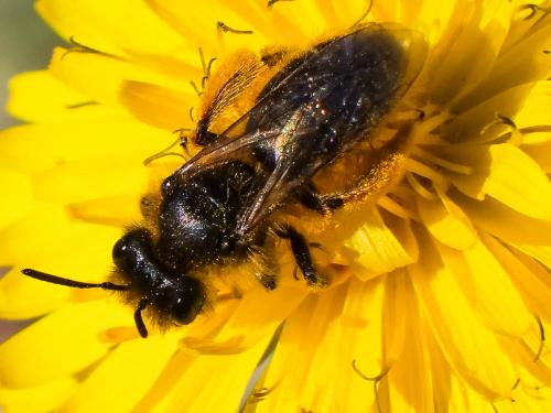 Andrena sp.