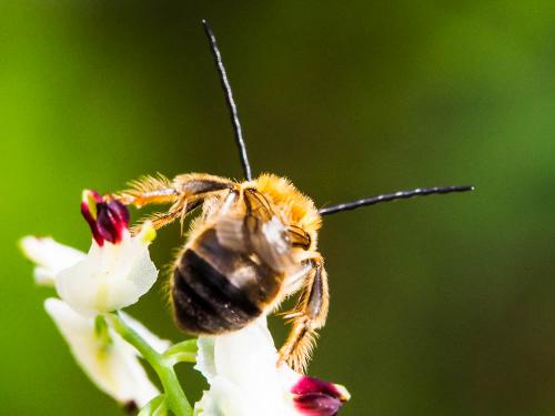 Eucera sp.