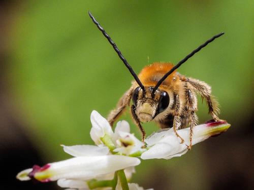 Eucera sp.