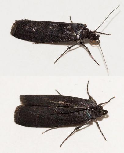 Réf. 249 378 : Phycitinae inconnu