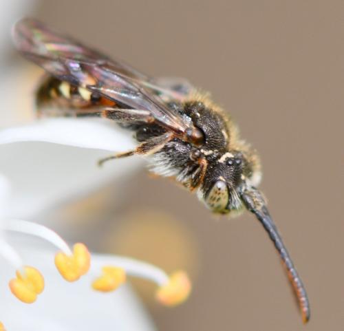 Nomada sp.