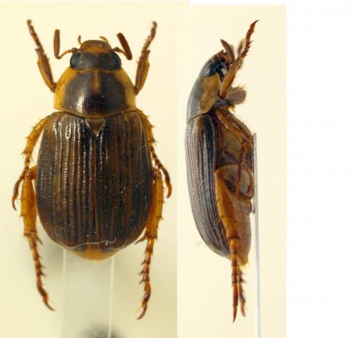 Anomala laevisulcata
