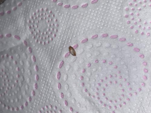 Anthrenus sp.