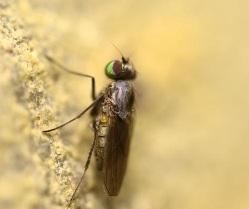 Medetera sp.