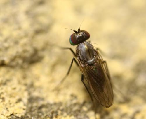 Medetera sp.
