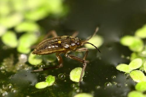 Réf. 249 579 : Velia sp.