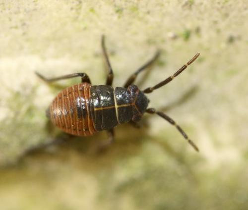 Réf. 249 672 : Heterocordylus sp.