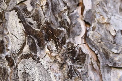 Réf. 249 617 : Acanthocinus aedilis