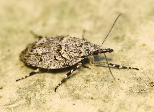 Diurnea fagella