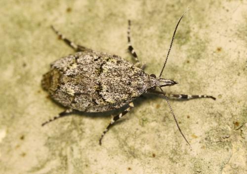 Diurnea fagella