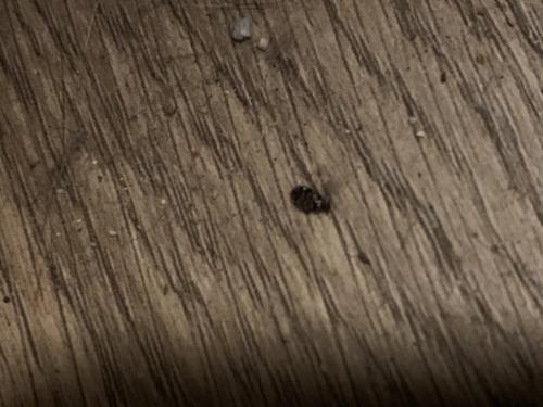 Anthrenus sp.