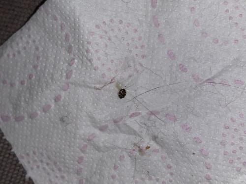 Anthrenus sp.