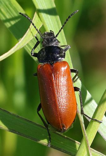 Omophlus sp.