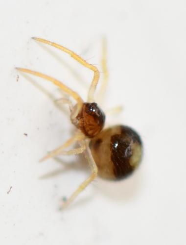 Sardinidion blackwalli