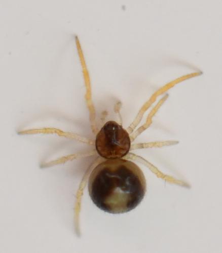 Réf. 249 391 : Sardinidion blackwalli