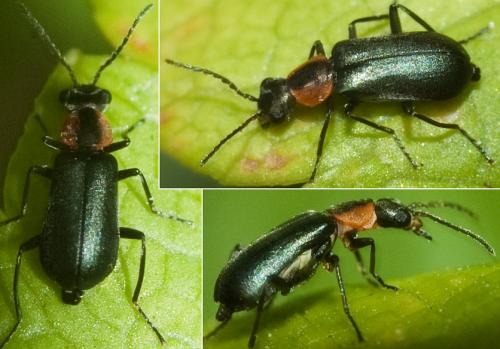 Réf. 249 567 : Attalus maculicollis