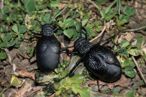 Meloe tuccius
