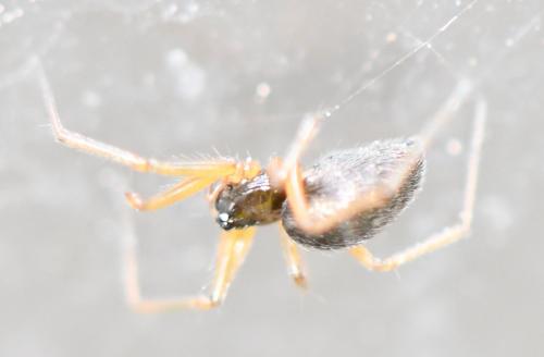 Tenuiphantes sp.