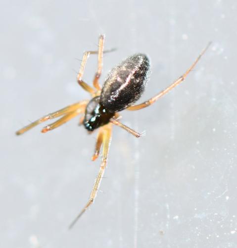 Tenuiphantes sp.
