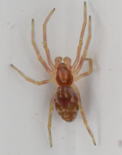 Nigma sp.