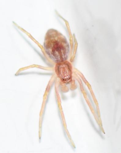 Nigma sp.