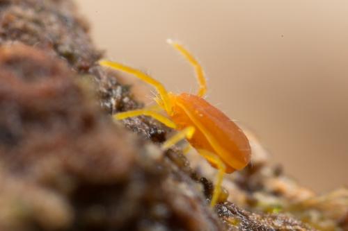 Réf. 249 125 : Labidostomma luteum