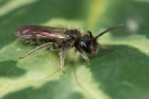 Andrena minutula