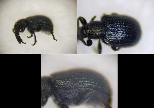 Neocoenorrhinus germanicus