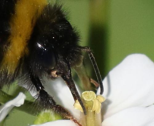 Bombus terrestris
