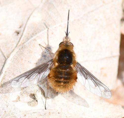 Bombylius major