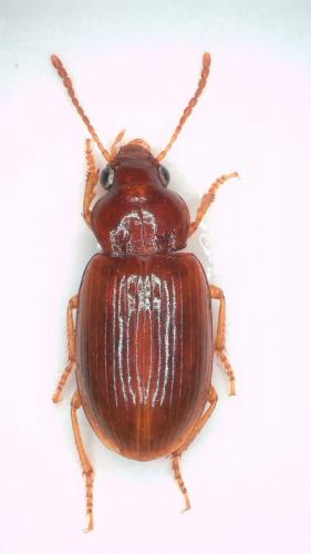Réf. 249 202 : Bradycellus distinctus