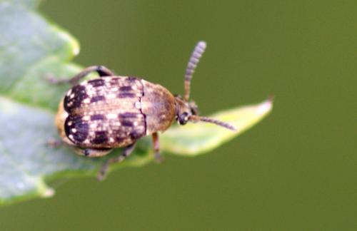 Réf. 249 786 : Bruchinae inconnu