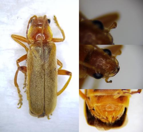 Réf. 249 529 : Cantharis pallida