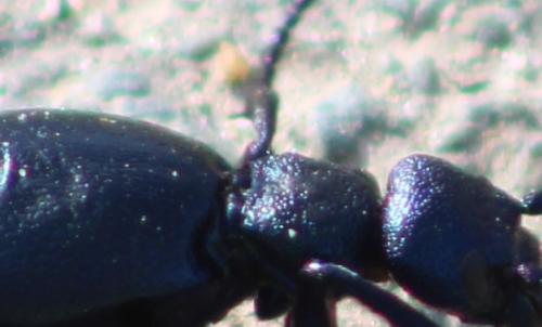 Meloe sp.