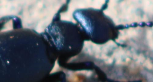 Réf. 249 096 : Meloe sp.