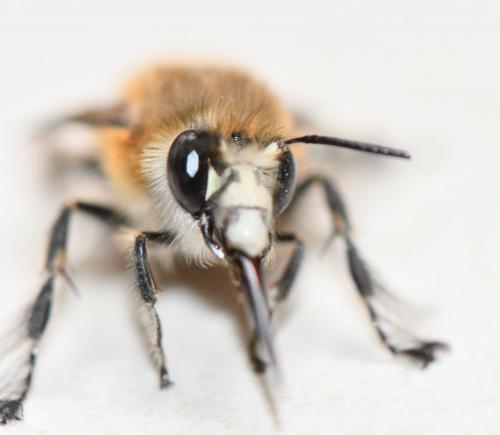 Anthophora plumipes