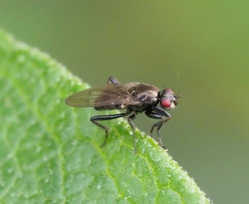 Réf. 249 798 : Crumomyia sp.