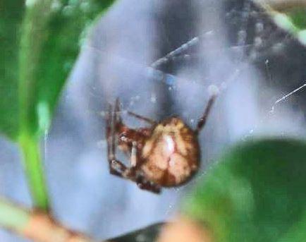 Réf. 249 134 : Parasteatoda tepidariorum