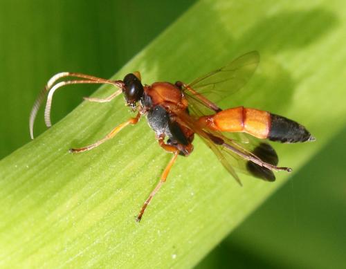 Ctenochares bicolorus