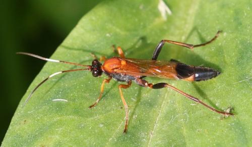 Ctenochares bicolorus