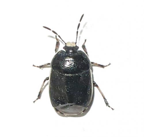 Réf. 249 478 : Adomerus maculipes