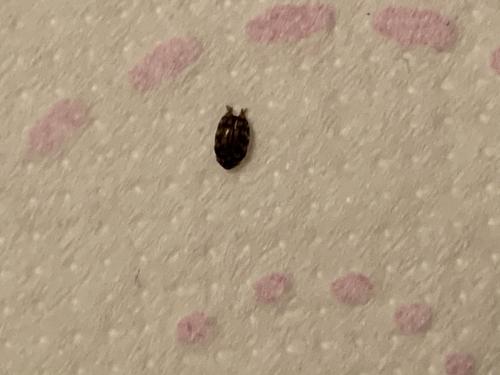 Anthrenus sp.
