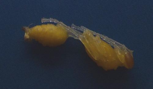 Réf. 249 106 : Sceliphron curvatum